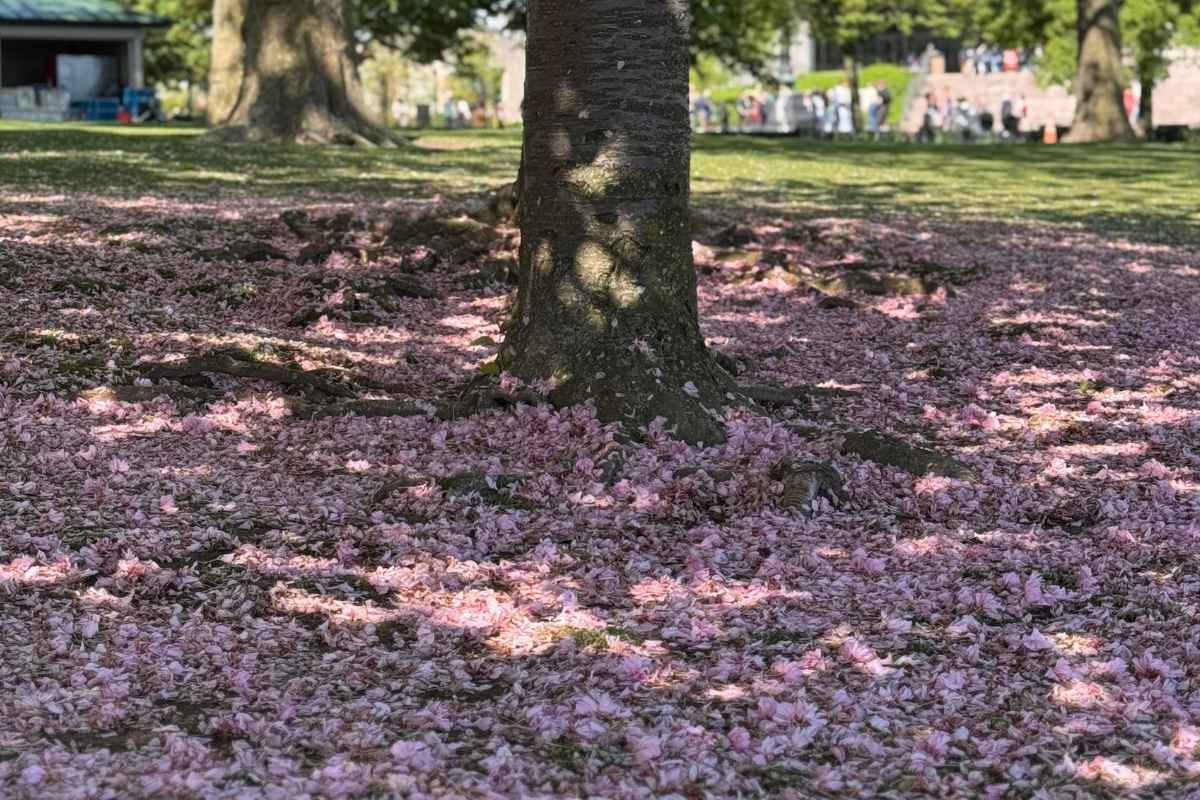 primavera em nova york - flores de cerejeira na Liberty Island 2025 - foto autoral