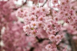 Primavera em Nova York: clima, como se vestir e o que fazer durante a temporada de 2025