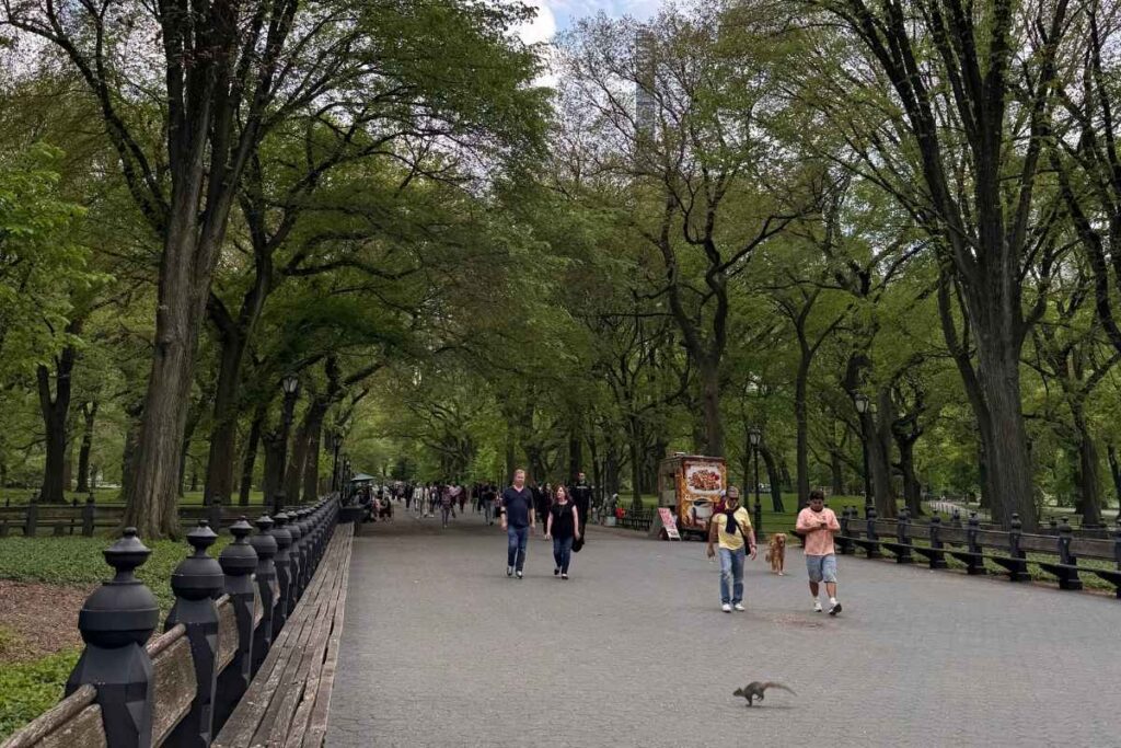 central park já sem flores no final da primavera 2025 - foto autoral