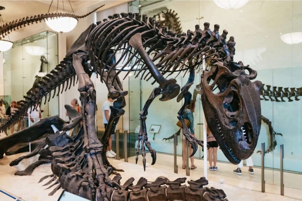 Esqueleto de Dinossauro no Museu de História Natural em Nova York