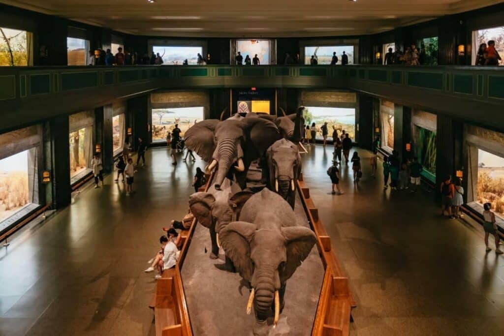 The Secret World of Elephants no Museu de História Natural em Nova York