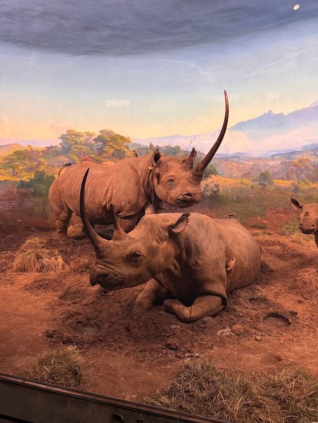 exposição mamíferos africanos - foto autoral