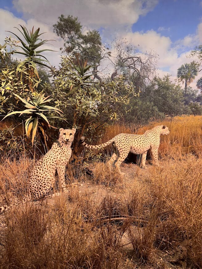 exposição mamíferos africanos - foto autoral