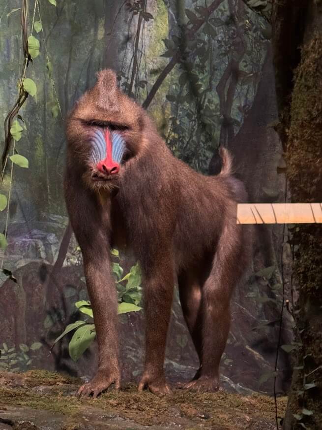 exposição mamíferos africanos - foto autoral