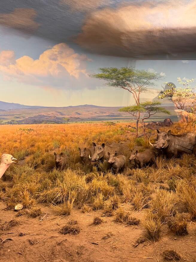 exposição mamíferos africanos - foto autoral