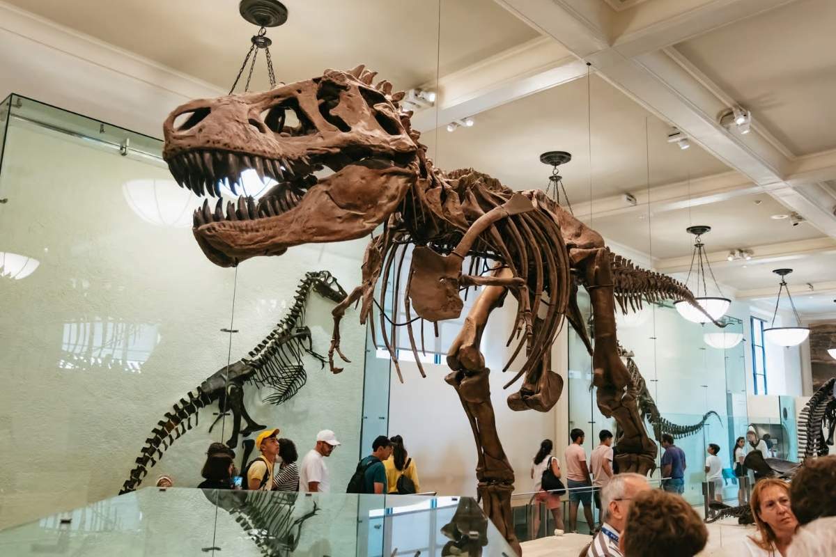 museu de história natural em nova york
