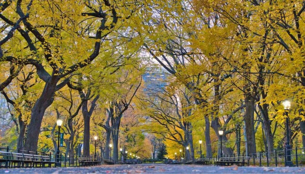 A breathtaking aerial view of Central Park in New York City, bathed in soft, golden light. The iconic green expanse stretches out below, dotted with the winding paths, serene lakes, and lush foliage that make this urban oasis so beloved. In the foreground, the majestic Bethesda Fountain stands as a centerpiece, its cascading waters reflecting the surrounding architecture. The middle ground is filled with bustling people strolling, cycling, and enjoying the park's many amenities, while the distant skyline of Manhattan skyscrapers rises up, framing the scene. An atmosphere of tranquility and recreation permeates the image, capturing the essence of this beloved urban sanctuary. The Mall leva direto ao Bethesda Terrace