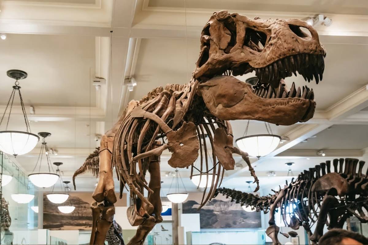 Ingressos para o Museu de História Natural de Nova York